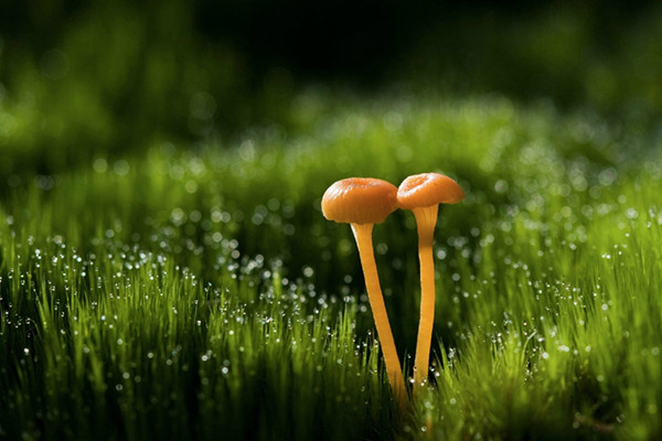 你喜歡的植物名字竟然是這樣來的