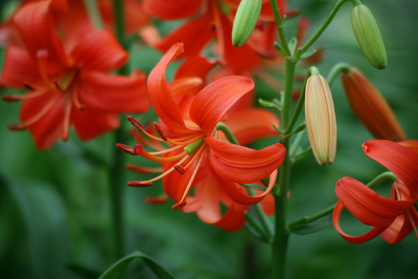 9大適合秋天種的植物