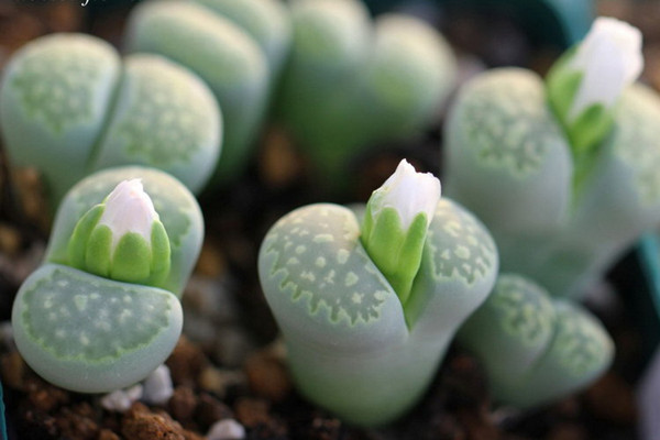 混多肉圈，這些行話你必須懂