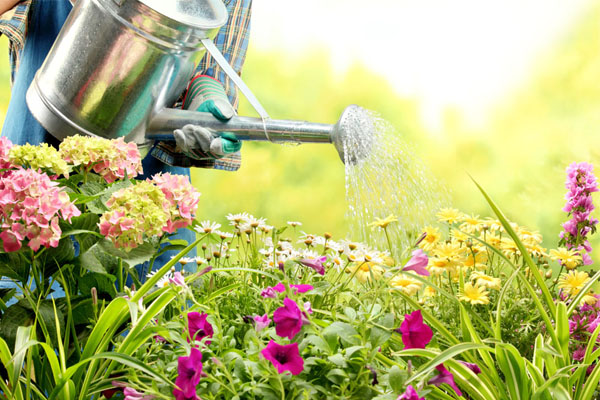 用這些水澆花，不需要施肥啦！