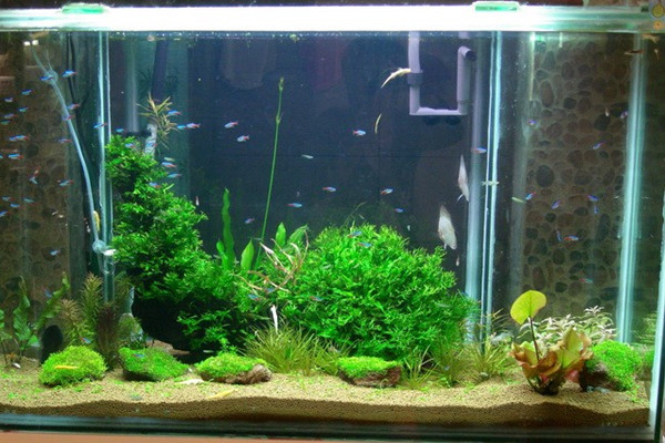 極致夢幻的水草魚缸景觀