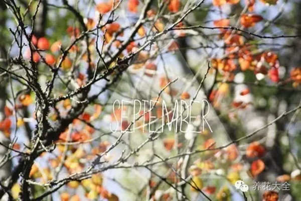 九月!最適合花卉繁殖的月份