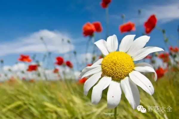 超強(qiáng)花卉害蟲識(shí)別、防治攻略