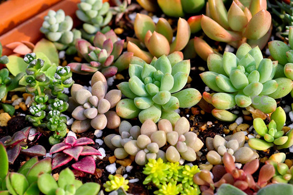 多肉高考，35個名詞解釋，知道你就是大神