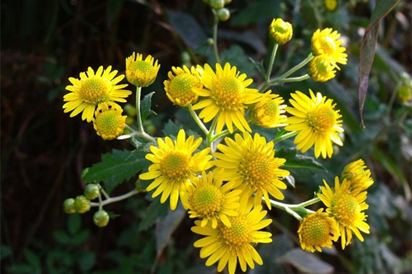 童年的這些植物，你也玩過吧