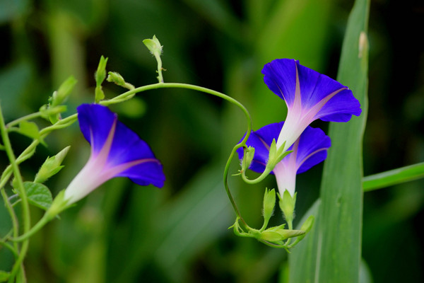 教你辨別植物界傻傻分不清的雙胞胎