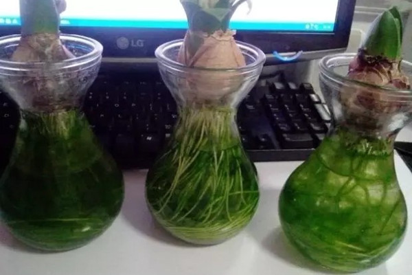 不給水培盆栽里的綠藻留活口