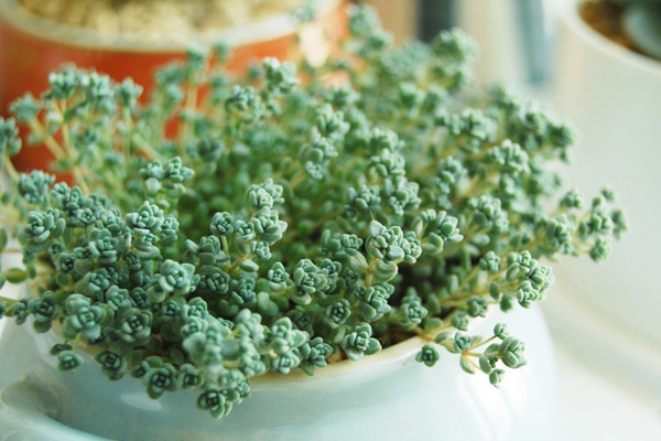 適合衛(wèi)生間種植的7種植物