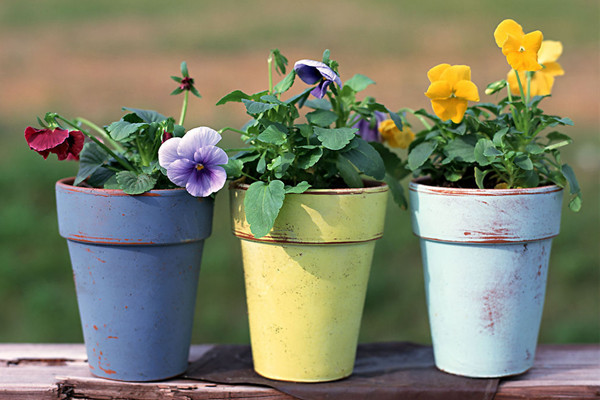 讓你的花盆瞬間變身白富美