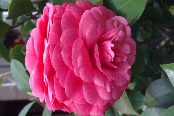 16款花期超長的花