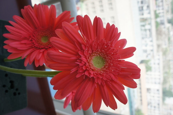 4個實用小技巧，養(yǎng)花不再難