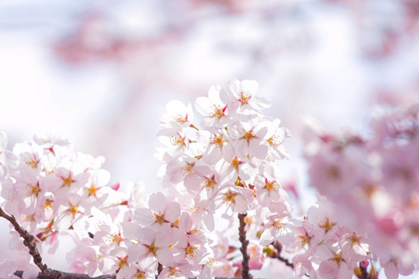 十二星座職場新人堅決不能做的5種“職場鮮花”