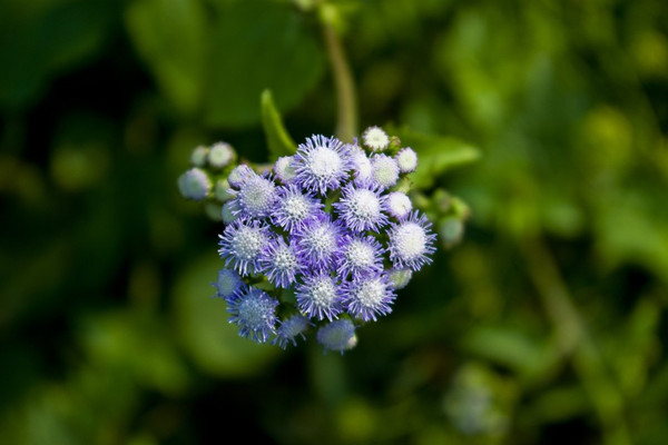 現(xiàn)在不種這些花，你會(huì)后悔一年呀