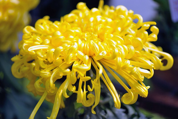 50種最美菊花，祝你花開(kāi)富貴，喜氣自來(lái)