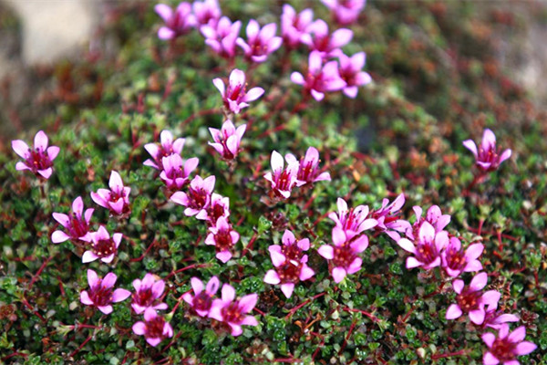 天冷了，21種超耐寒花卉大盤(pán)點(diǎn)