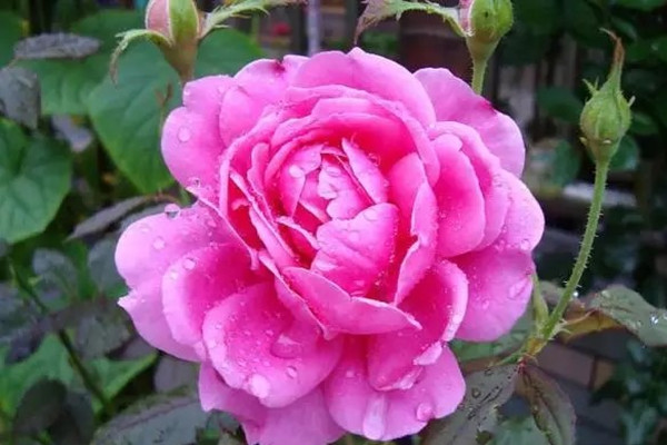 想要一株月季花開多色，現(xiàn)在就開始行動