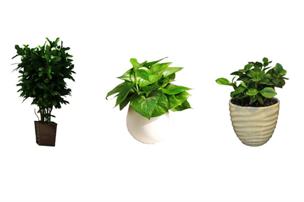 養(yǎng)花十二月口訣，養(yǎng)花不再是難事