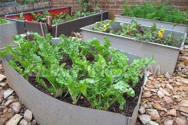 買(mǎi)回來(lái)的菜扦插起來(lái)，結(jié)果吃不完了