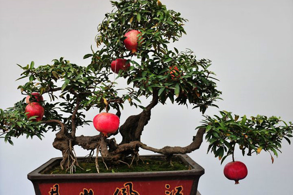 讓人口水直流的觀果盆栽，別說(shuō)你不饞