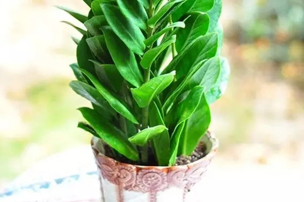 植物不開花？都是光照惹