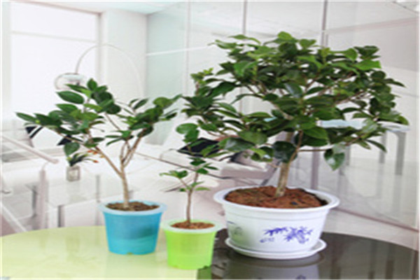 茶花和茶梅怎樣區(qū)別