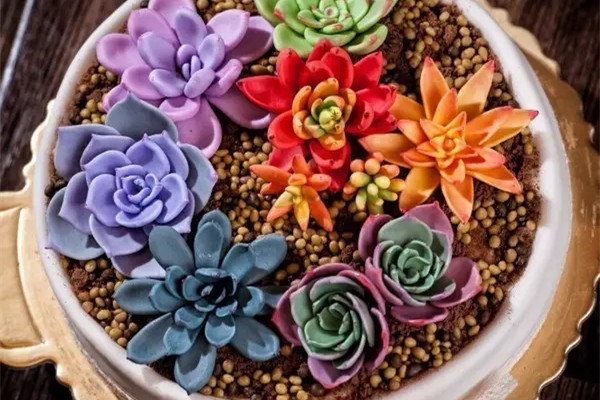 多肉還能吃?真是長(zhǎng)見(jiàn)識(shí)了