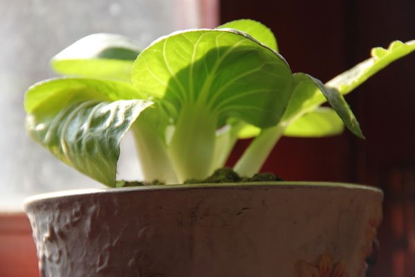 陽(yáng)臺(tái)種菜攻略：一分鐘教你在家種盆栽蔬菜