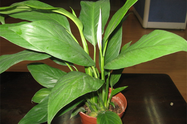 家居養(yǎng)花風(fēng)水，你知道多少？