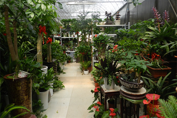 買花來養(yǎng)，先要看清花店老板的五大謊言