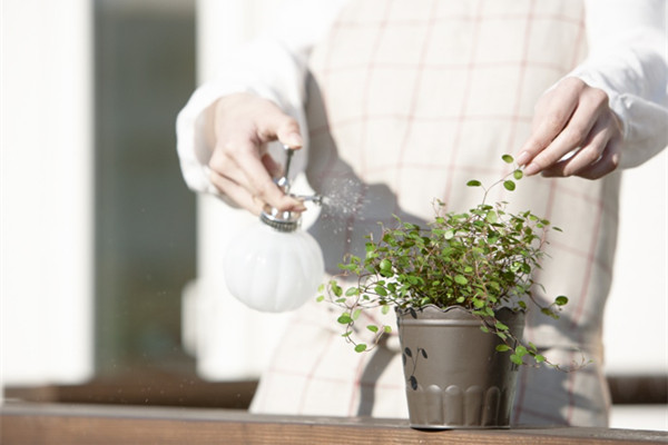 6種澆花小方法，簡(jiǎn)單又實(shí)用！