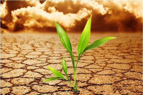 如何防止盆景、盆花土壤板結(jié)