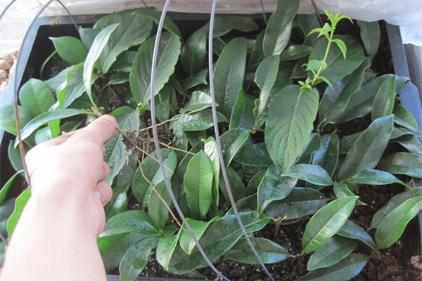 家庭自制生根劑，太實(shí)用了！