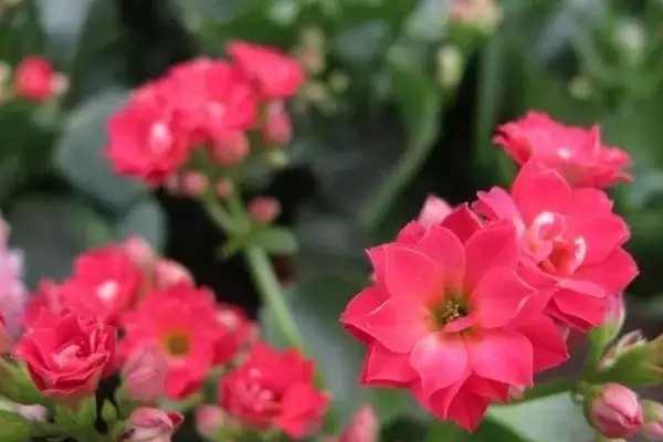 家里的花總是養(yǎng)不好，原因在這里