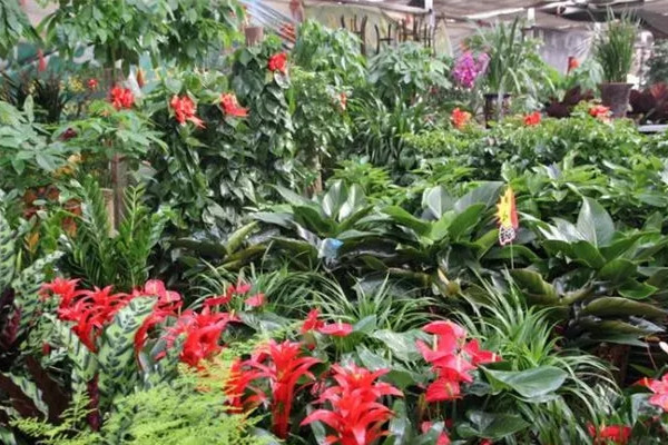 為什么剛買的植物說死就死了