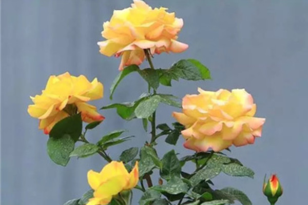 月季花葉子發(fā)黃怎么回事