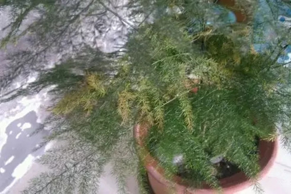 花卉焉了不要緊，這里有最全的補(bǔ)救措施