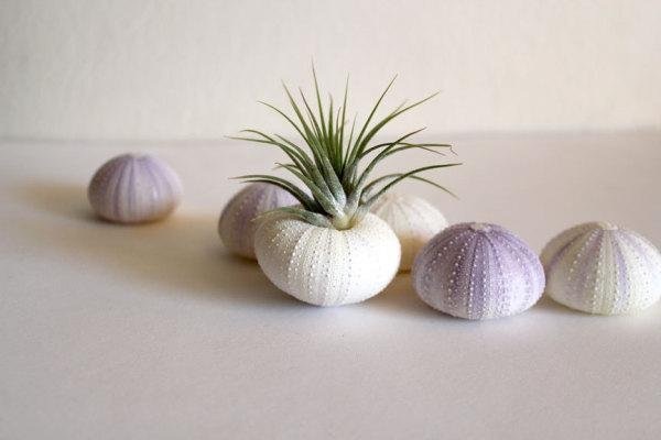 空氣鳳梨真的不用管就可以活？