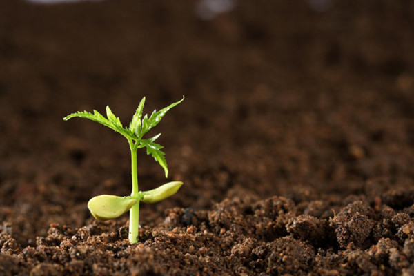 好花還得好土配，不同品種花卉培養(yǎng)土的配制方法