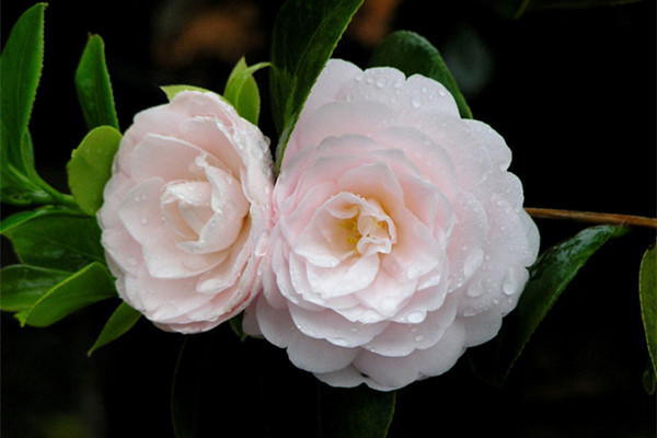 10個(gè)養(yǎng)殖技巧讓你的茶花花繁葉茂！