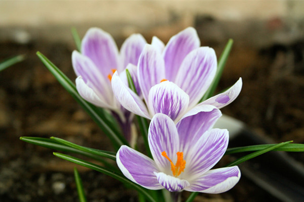 選擇花卉，先看室內(nèi)光線