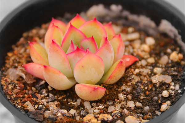 原來(lái)多肉植物果凍色是這樣練成的