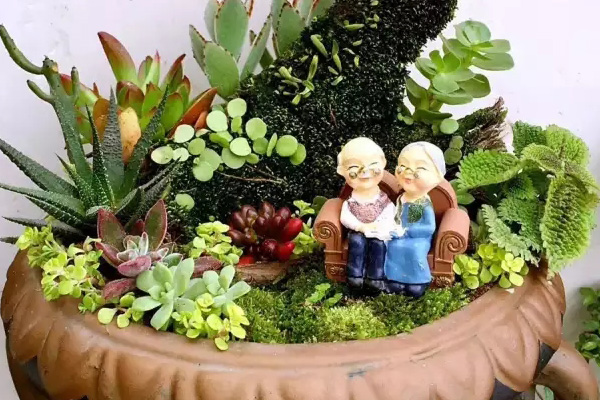 人家才不是一盆沒有故事的多肉