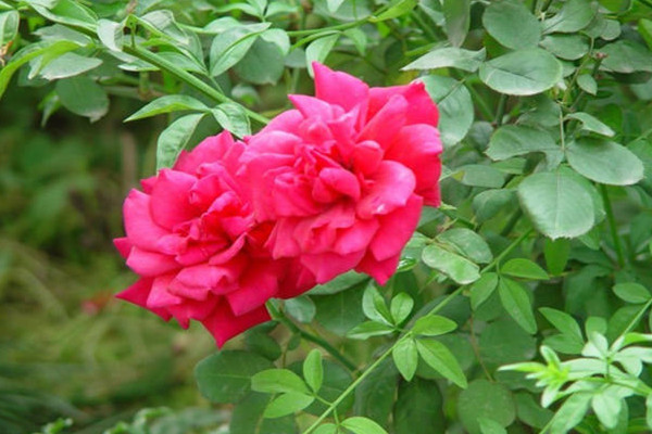 月季扦插生根全歷程