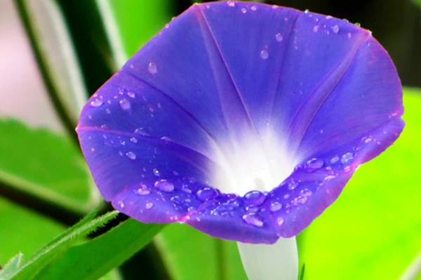 如何讓你的矮牽牛開花到爆