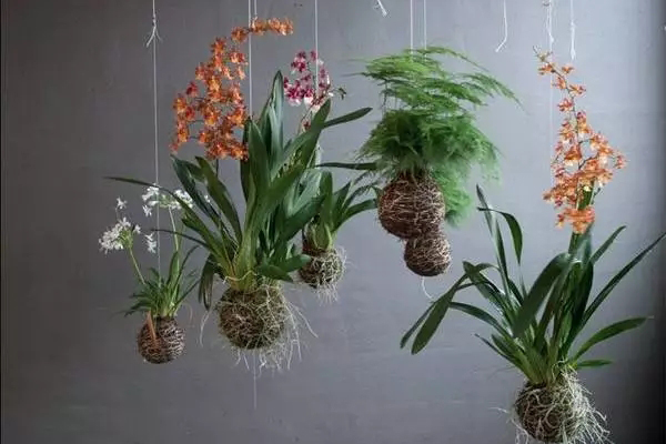 空中花園,吊起來的驚艷