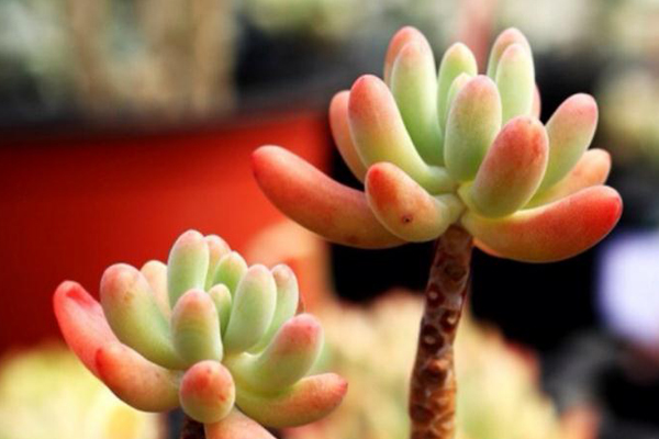 如何把多肉植物養(yǎng)胖