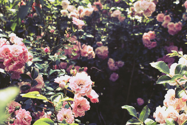 沒有南陽臺,這15種花也能繁花似錦