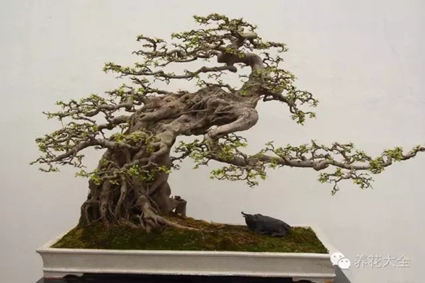 今天我們不賞花，賞根