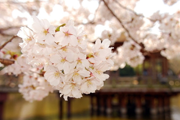 單櫻謝盡雙櫻開