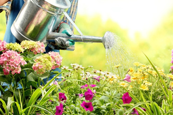 花還養(yǎng)不好?學(xué)會(huì)這11招絕技你就是高手